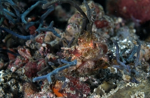 North Sulawesi-2018-DSC04916_rc- Corallimorth decorator crab - Crabe decorateur - Cyclocoeloma tuberculata
